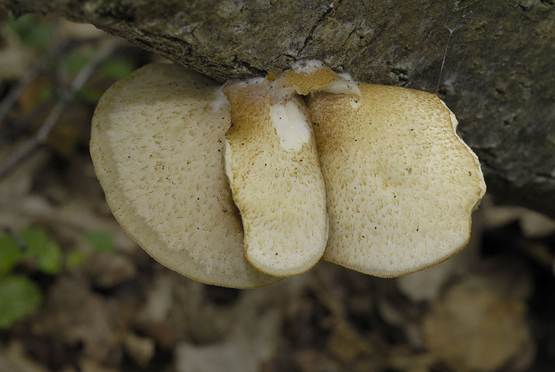 Crepidotus calolepis